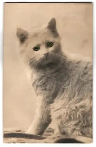 Glasaugen-AK Weisse Katze mit dichtem Fell