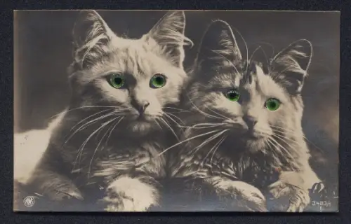 Glasaugen-AK Zwei niedliche Katzen sitzen ruhig beieinander