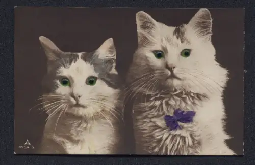 Glasaugen-AK Zwei Katzen mit langen Schnurrhaaren