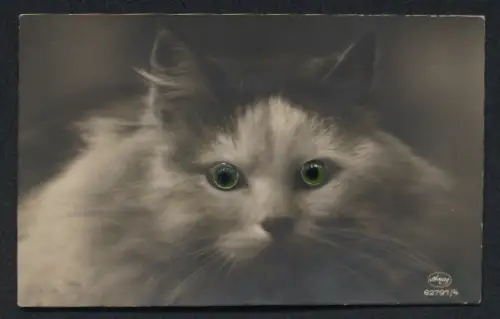 Glasaugen-AK Kopf einer Katze