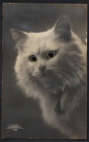Glasaugen-AK Katze mit weissem Fell