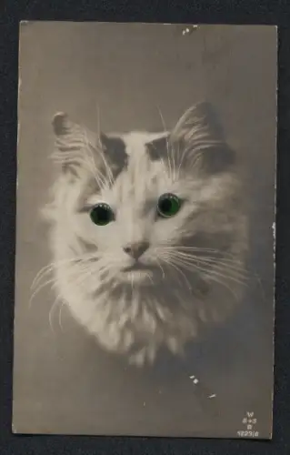 Glasaugen-AK Niedliche Katze blickt nach oben