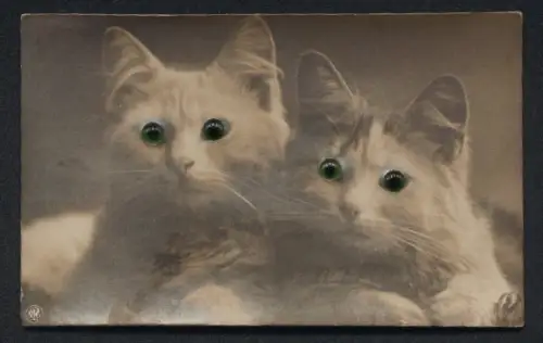 Glasaugen-AK Zwei niedliche Katzen liegen nebeneinander