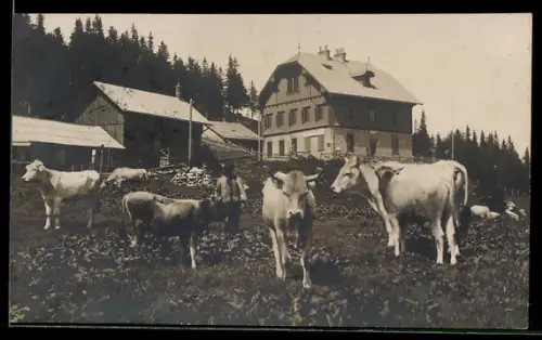 AK Friedrich Schüler Alpenhaus am Sonnwendstein, Anblick der Hütte mit weidenden Rindern