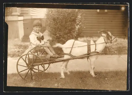 Fotografie Ziegengespann, Knabe im Matrosenanzug mit Einachser-Kutsche