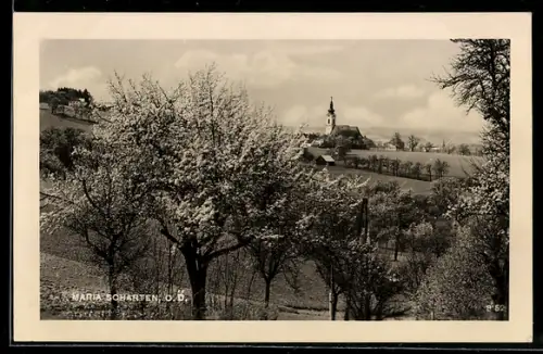 AK Maria Scharten /O. Ö., Panorama mit Kirche und blühenden Obstbäumen