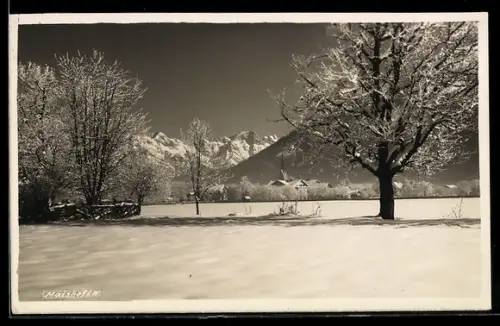 AK Maishofen, Winterlandschaft mit Schneefeld, Baum und Bergpanorama