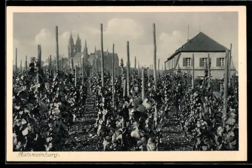AK Meissen, Blick über den Ratsweinberg