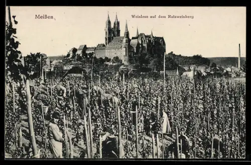 AK Meissen, Weinlese auf dem Ratsweinberg