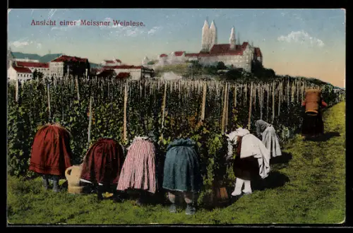 AK Meissen, Frauen bei der Weinlese