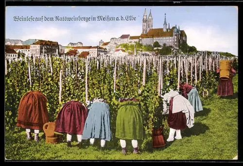 AK Meissen, Weinlese auf dem Ratsweinberg