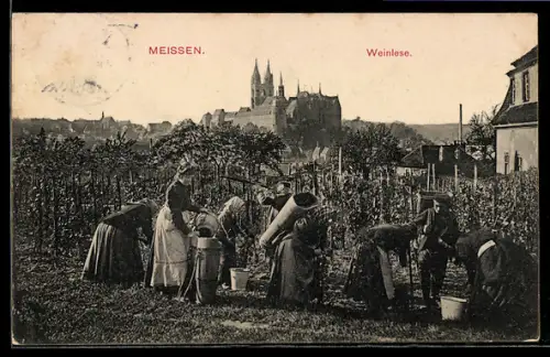 AK Meissen / Elbe, Weinlese am Stadtrand