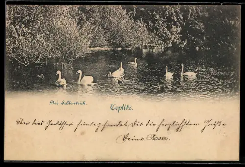 AK Teplitz, der Schlossteich mit Schwänen