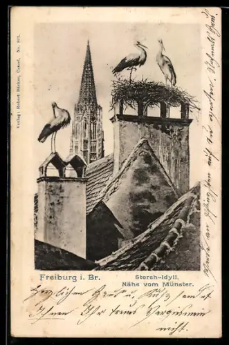 AK Freiburg i. Br., Storch-Idyll, Nähe vom Münster