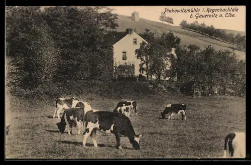 AK Gauernitz a. Elbe, Pinkowitzmühle im Regenbachtal mit Kühen