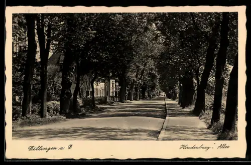 AK Dillingen a. D., Strassenpartie in der Hindenburg-Allee