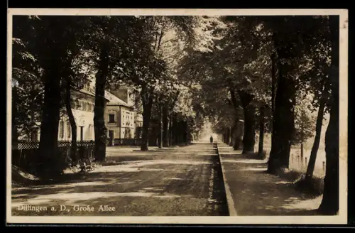 AK Dillingen a. D., Blick auf die Grosse Allee