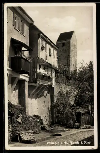 AK Lauingen a. D., Strasse im Ried mit Grünanlagen