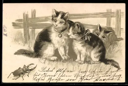 AK Katzen bestaunen einen Hirschkäfer
