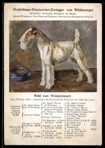 Künstler-AK Wildenwart bei Prien, Drahthaar-Foxterrier Wibi von Wildenwart