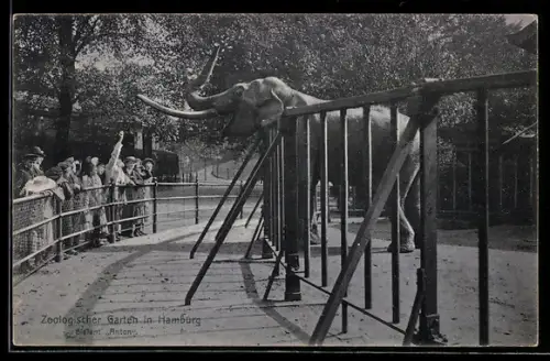AK Hamburg, Elefant Anton im Zoologischen Garten vor Besuchern