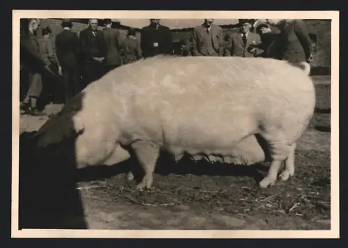 Fotografie Prien, Kiel, Schwein - Fette Sau auf einem Bauernhof