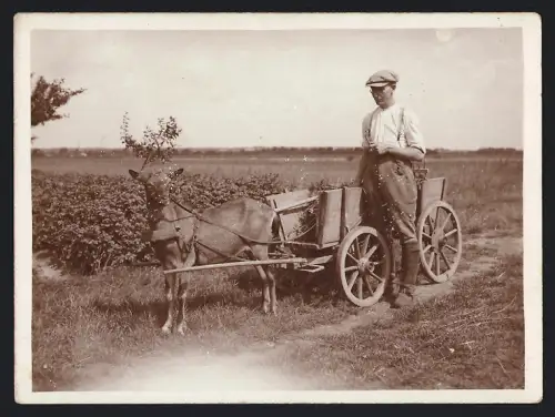 Fotografie Bauer erledigt Feldarbeit mit Ziegengespann