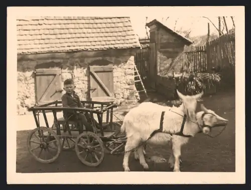 Fotografie Knabe steuert Ziegengespann