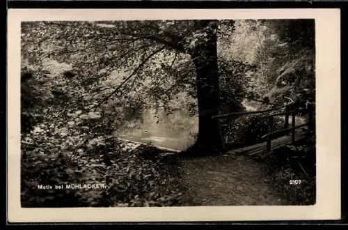 AK Bad Mühllacken, Teichufer mit Holzbrücke und Fussweg