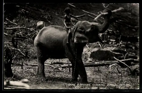 AK Ceylon, Tame Elephant clearing Jungle
