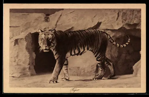 AK Tiger in seinem Zoo-Gehege