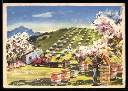 AK Honighaus Bienenfleiss, Bienenzucht in aller Welt, Kalifornische Bienen in der Obstblüte