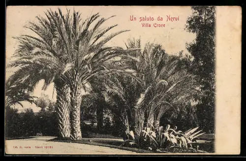 AK Nervi, Villa Croce con palme maestose