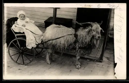 Foto-AK Ziege mit Wagen zieht ein Kleinkind, Ziegengespann