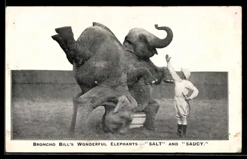 AK Zirkus - Circus, Broncho Bill's Elephants Salt and Saucy, Dompteur und Elefanten