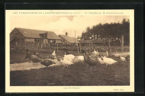 AK Lamotte-Beuvron, Les Faisanderies