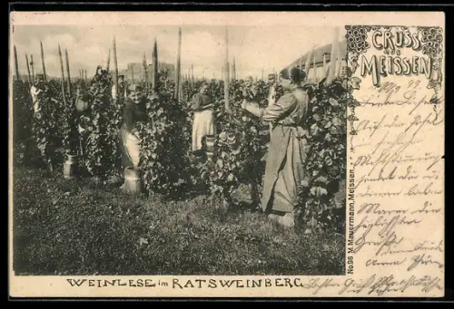 AK Meissen, Weinlese im Ratsweinberg, mit Stadtblick