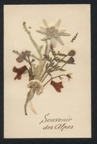 Trockenblumen-AK Souvenir des Alpes, Blumenstrauss mit Edelweiss
