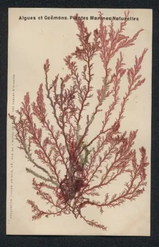 Trockenblumen-AK Algues et Goemons, Plantes Marines Naturelles