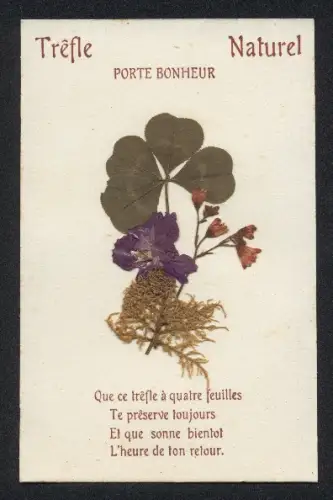 Trockenblumen-AK Trefle Naturel, Vierblättriges Kleeblatt, Blumen, Moos