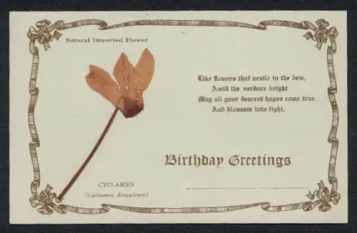Trockenblumen-AK Natural Imported Flower Cyclamen, Birthday Greetings