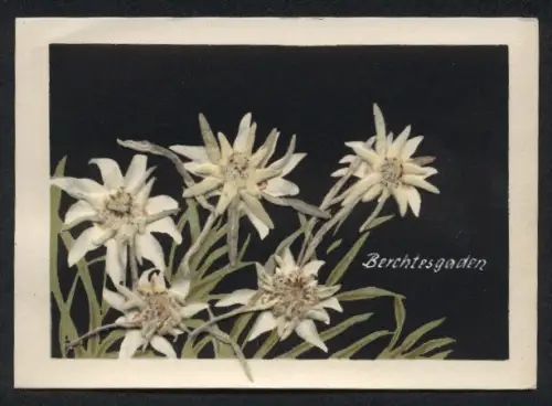 Trockenblumen-AK Berchtesgaden, Fünf Edelweissblüten