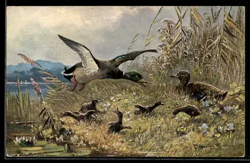 Künstler-AK August Müller - München: Enten mit Küken am Ufer