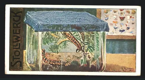 Sammelbild Stollwerck`s Frauenkron-Schokolade, Insektarium
