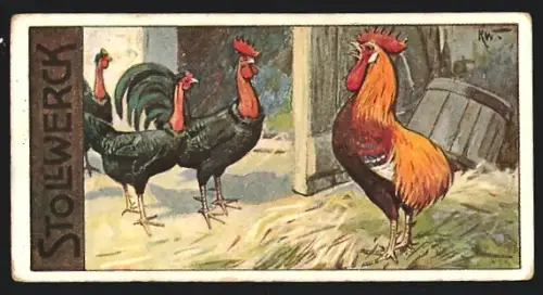 Sammelbild Köln, Gebrüder Stollwerck AG, Schokolade, Nackthalshuhn und Kaulhuhn im Stall