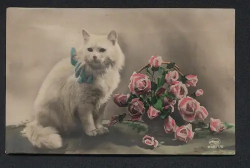 Geräusch-AK Hübsche weisse Katze mit blauer Schleife neben einem Strauss Rosen