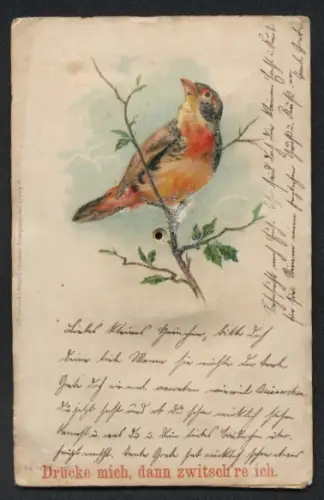 Geräusch-AK Bunter Vogel sitzt auf einem Zweig