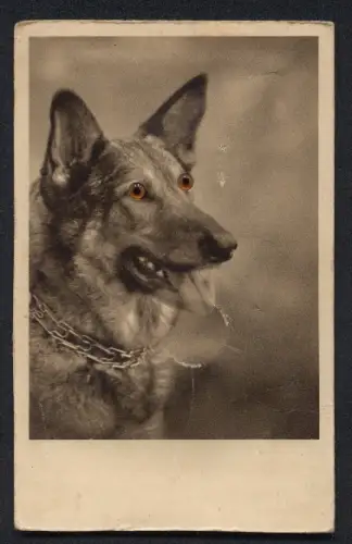 Geräusch-AK Schäferhund mit Kettenhalshand und braunen Knopfaugen