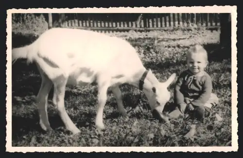 Fotografie Schmidt, Nossen i. Sa., Kleinkind neben grasender Ziege