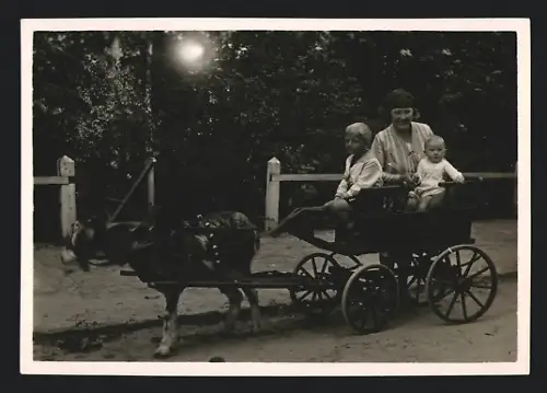 Fotografie Knabe & Baby mit Ziegengespann in Misdroy